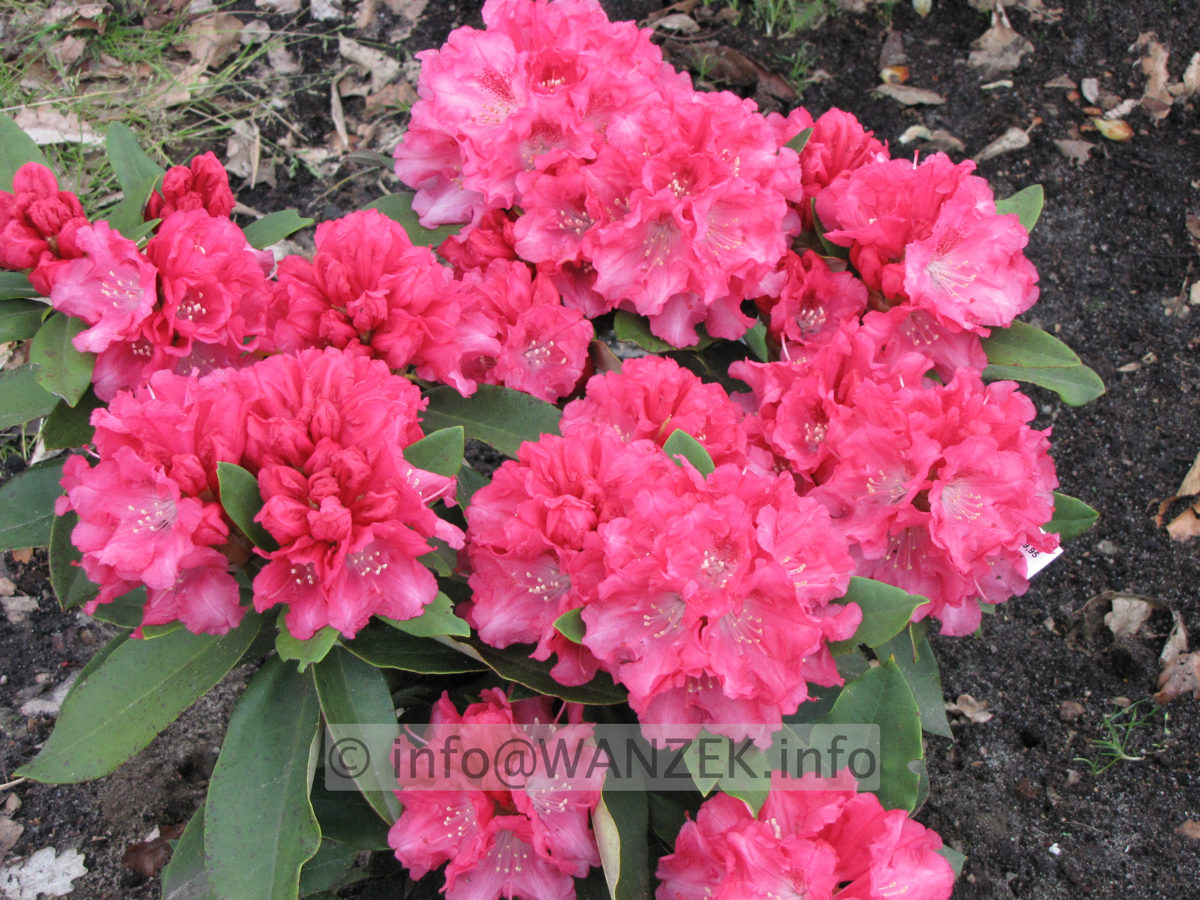 Rhododendron yakushimanum Tina Heinje 01.JPG